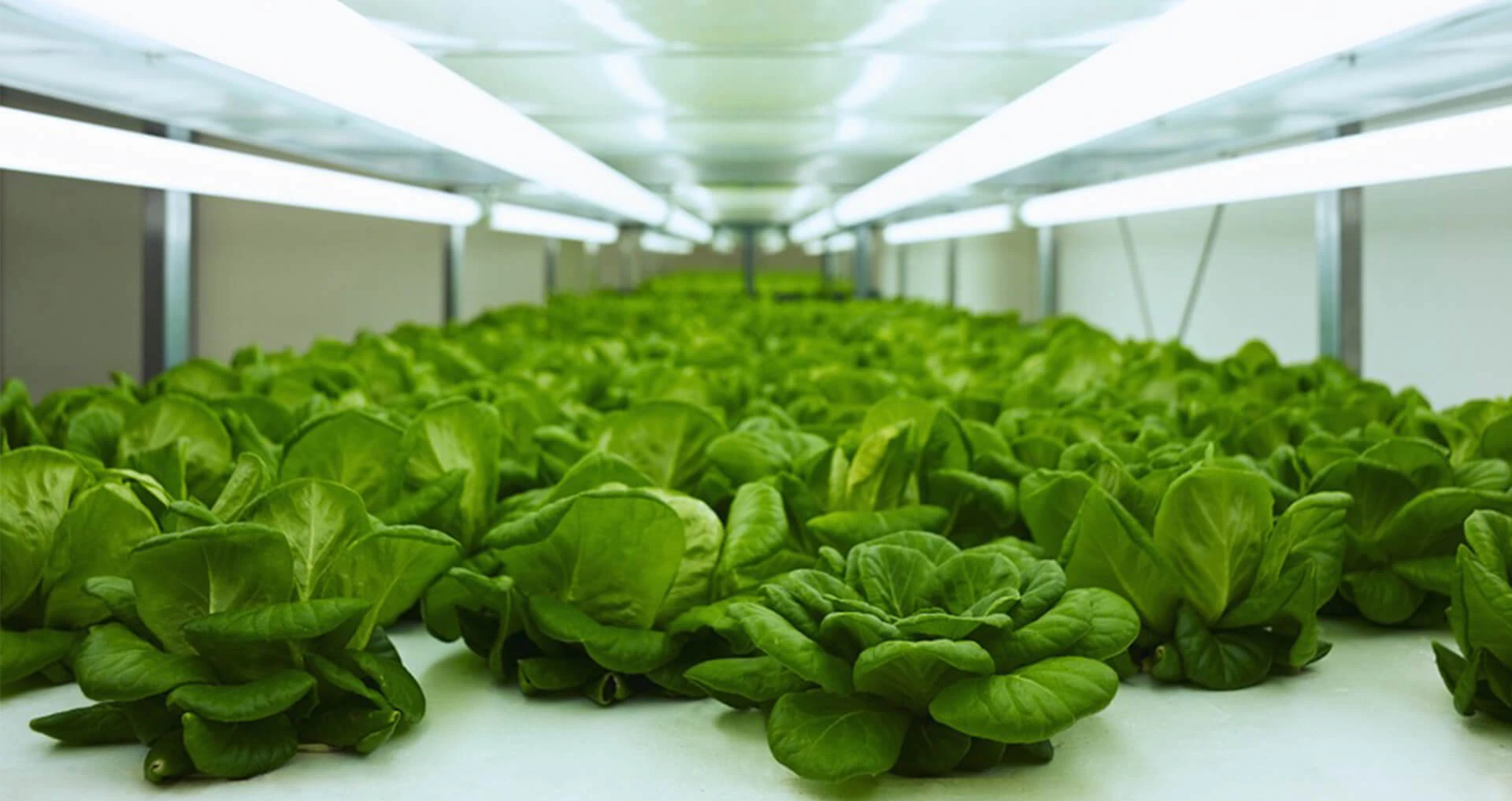 Майбутнє їжі: що ви будете їсти у 2050 році?